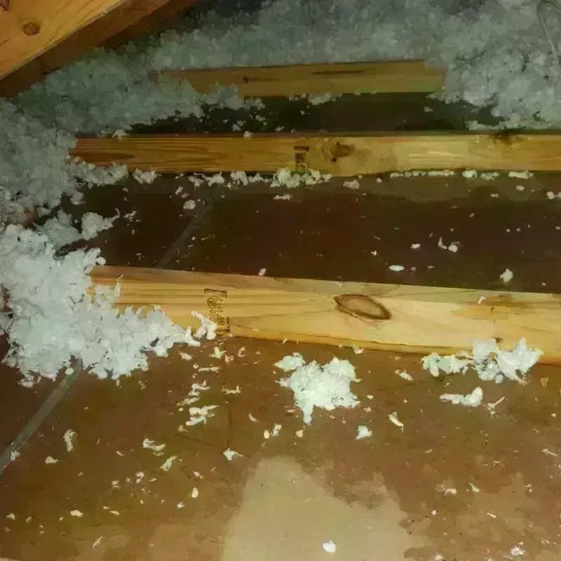 Attic Water Damage in The Plains, OH