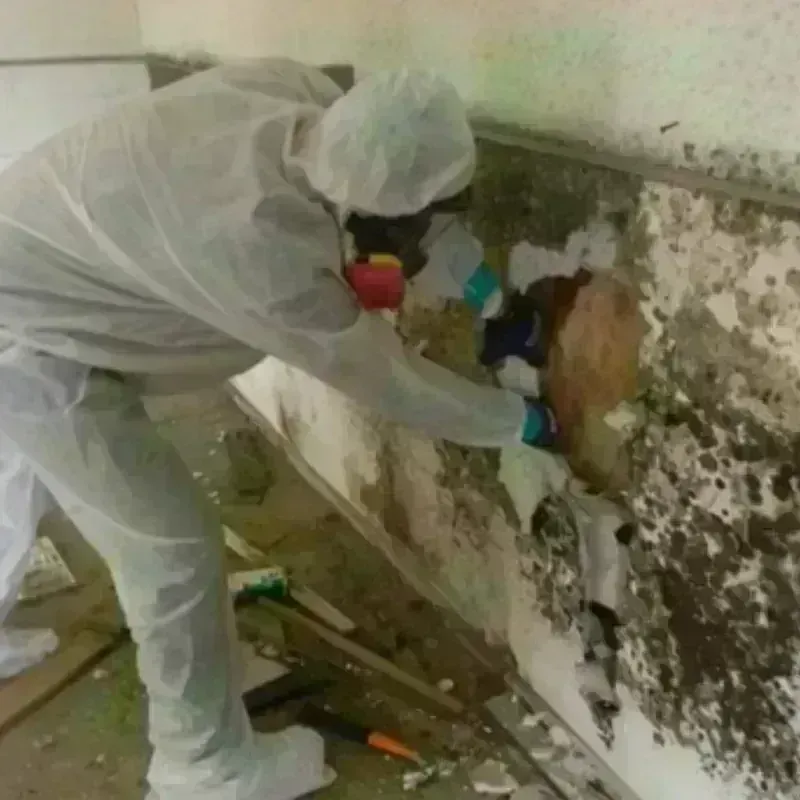 Mold Remediation and Removal in The Plains, OH